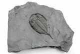 Dalmanites Trilobite Fossil - New York #357152-1